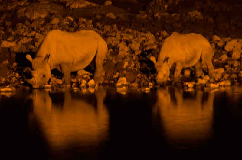 117 - Namibia - rinocerontes - imagen nocturna - Okaukuejo - parque nacional de Etosha